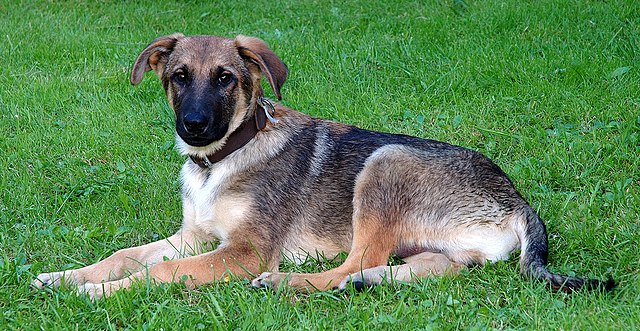 Happy dog in clean yard